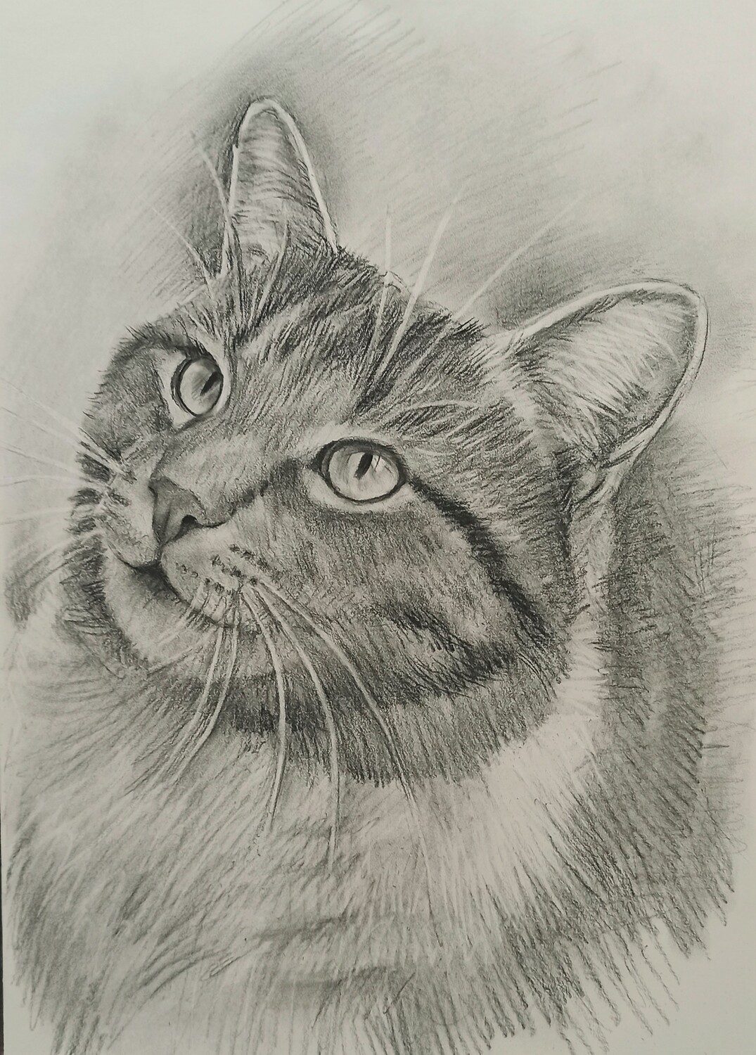 портрет кота 